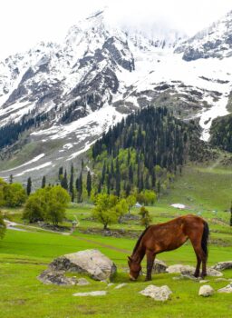 Kashmir