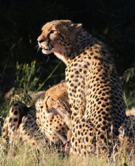 Wildlife & Nature Tours