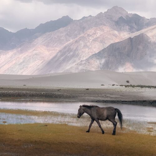 Ladakh Nubra Valley Tour